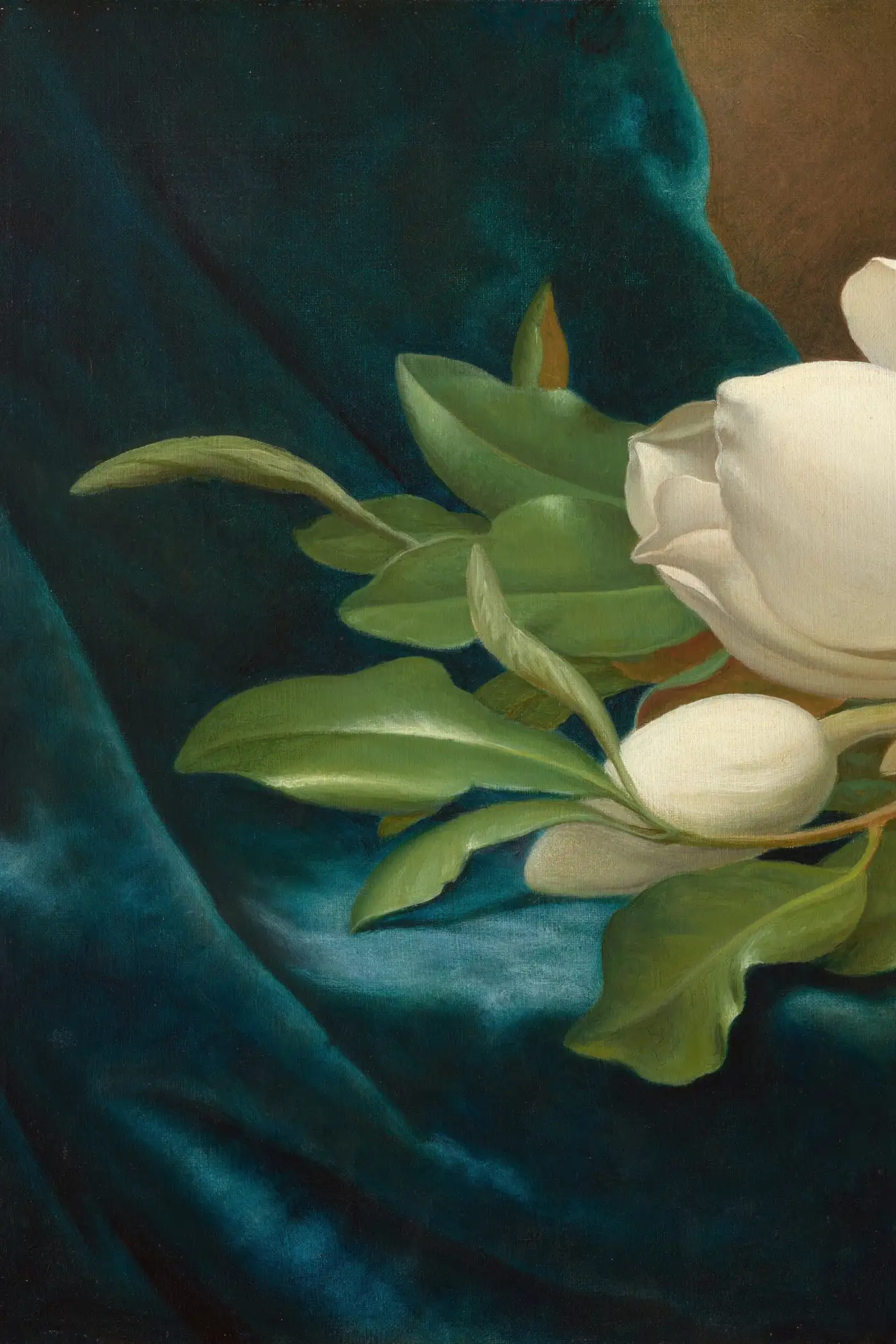 Magnolia Leaves