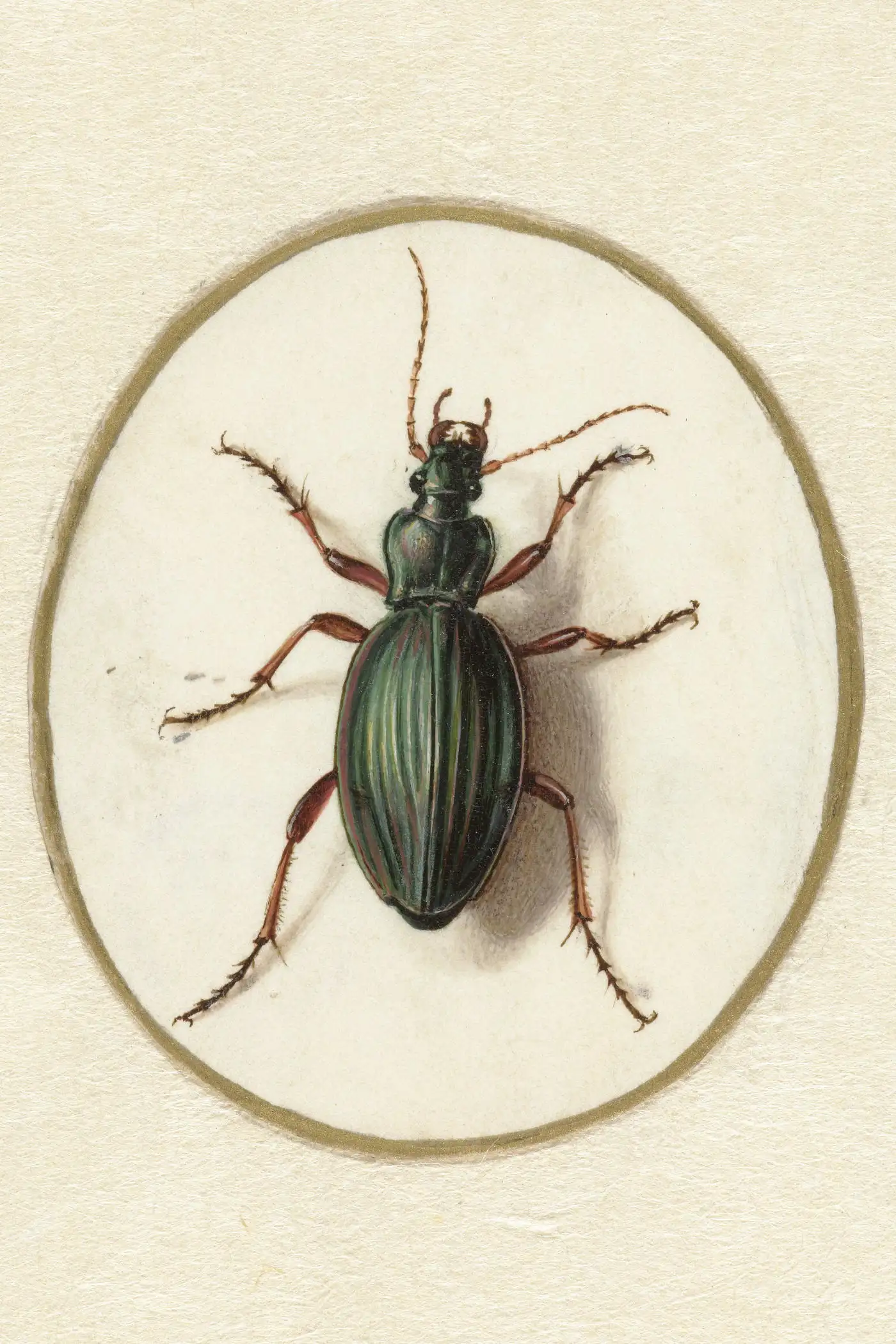 The Beetle