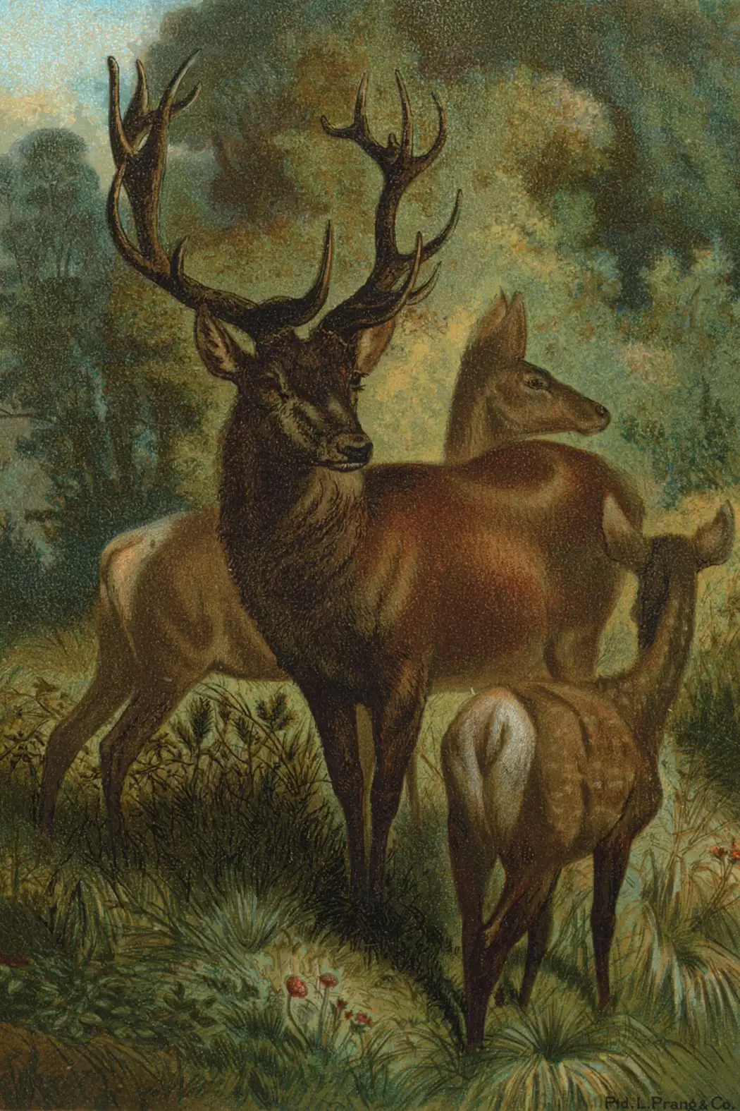 Bambi